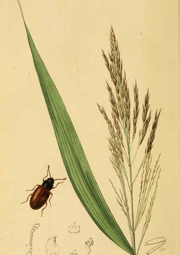 Reproducción/Reproduction 6021864429: British entomology. v.2 London,Printed for the author,1823-40