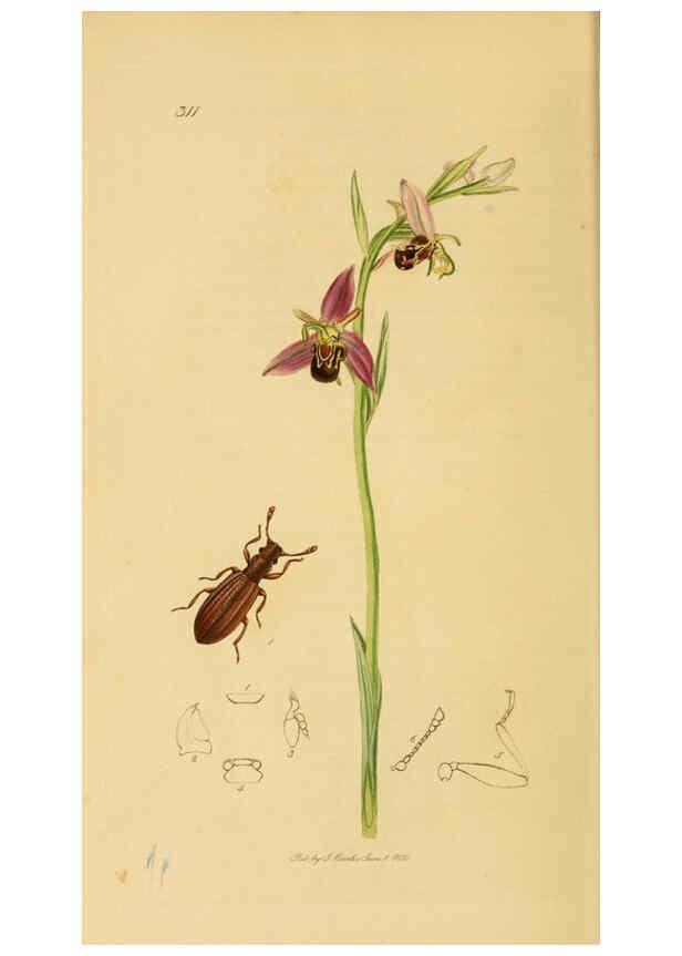 Reproducción/Reproduction 6021865017: British entomology. v.2 London,Printed for the author,1823-40