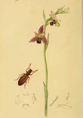 Reproducción/Reproduction 6021865017: British entomology. v.2 London,Printed for the author,1823-40