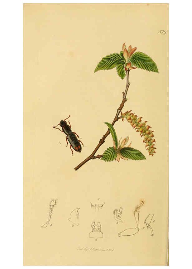 Reproducción/Reproduction 6021866107: British entomology. v.2 London,Printed for the author,1823-40