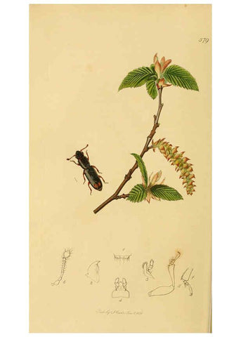 Reproducción/Reproduction 6021866107: British entomology. v.2 London,Printed for the author,1823-40