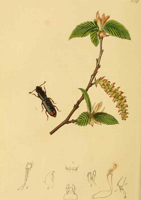 Reproducción/Reproduction 6021866107: British entomology. v.2 London,Printed for the author,1823-40