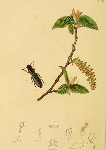 Reproducción/Reproduction 6021866107: British entomology. v.2 London,Printed for the author,1823-40