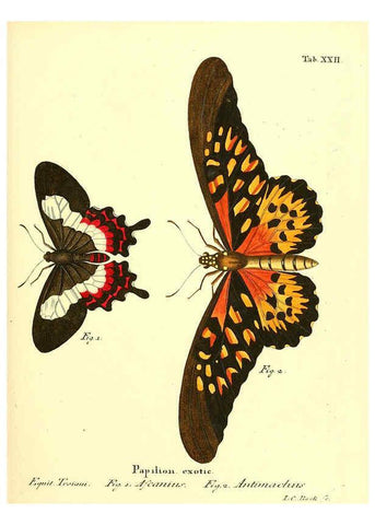 Reproducción/Reproduction 6012538588: Die ausländischen Schmetterlinge in Abbildungen nach der Natur. v.2, plates Erlangen :im Verlage der Expedition des Esper'schen Schmetterlings- und des Schreber'schen Säugthierwerkes,[1830] 