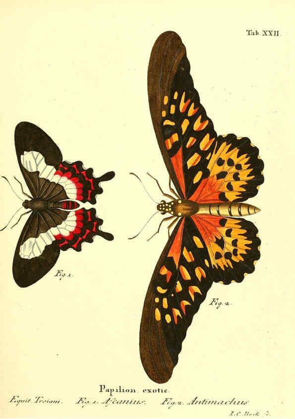 Reproducción/Reproduction 6012538588: Die ausländischen Schmetterlinge in Abbildungen nach der Natur. v.2, plates Erlangen :im Verlage der Expedition des Esper'schen Schmetterlings- und des Schreber'schen Säugthierwerkes,[1830] 