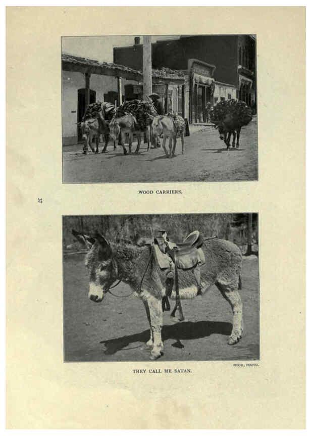 Reproducción/Reproduction 6025254083: The Burro book Pueblo, Colo. :S.M. McCandless,c1900