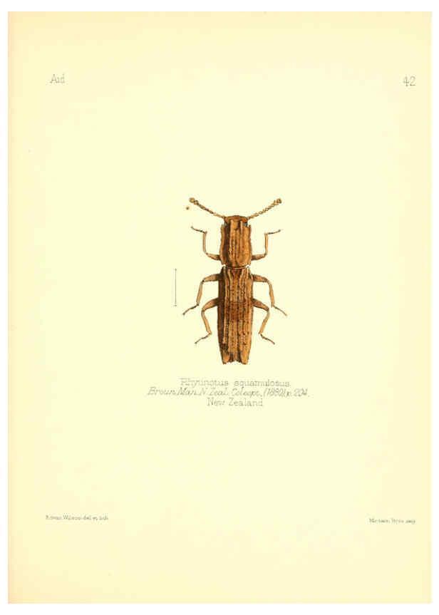 Reproducción/Reproduction 6025823571: Aid to the identification of insects. v.1. London :E.W. Janson,1880-90