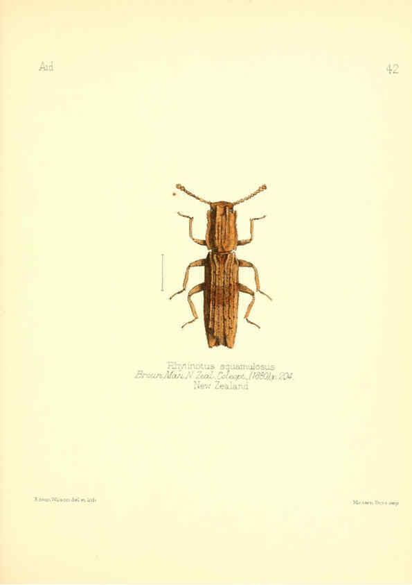 Reproducción/Reproduction 6025823571: Aid to the identification of insects. v.1. London :E.W. Janson,1880-90