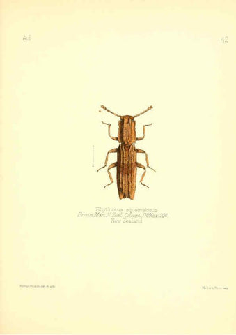 Reproducción/Reproduction 6025823571: Aid to the identification of insects. v.1. London :E.W. Janson,1880-90