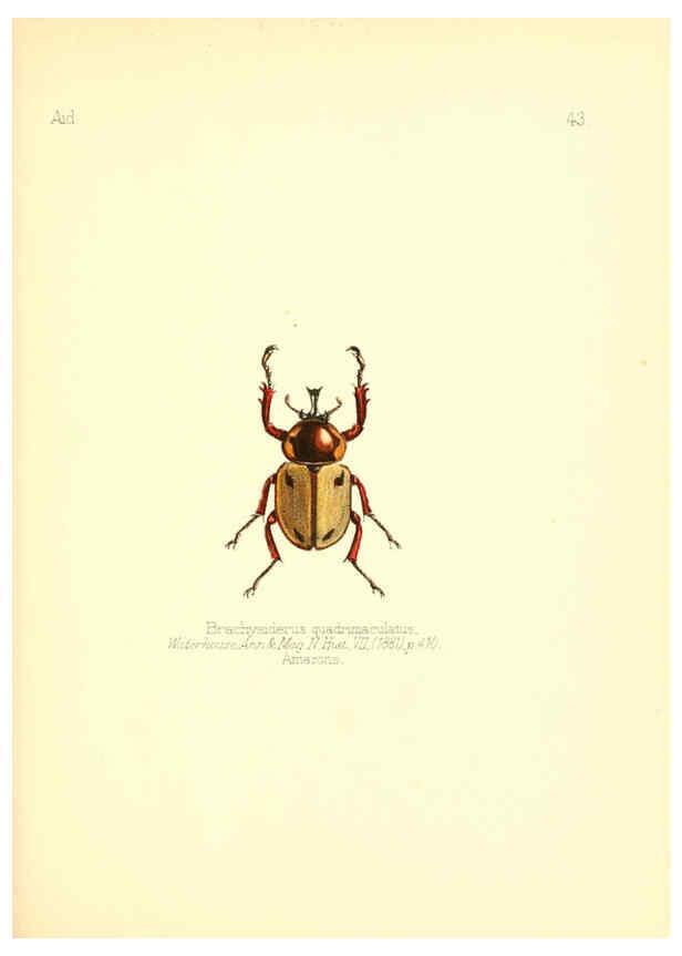 Reproducción/Reproduction 6025823901: Aid to the identification of insects. v.1. London :E.W. Janson,1880-90