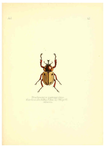 Reproducción/Reproduction 6025823901: Aid to the identification of insects. v.1. London :E.W. Janson,1880-90