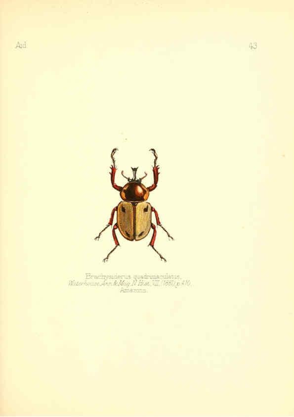 Reproducción/Reproduction 6025823901: Aid to the identification of insects. v.1. London :E.W. Janson,1880-90