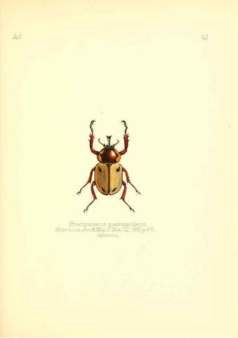 Reproducción/Reproduction 6025823901: Aid to the identification of insects. v.1. London :E.W. Janson,1880-90