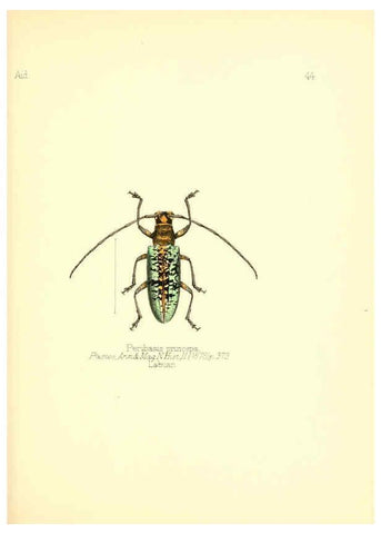 Reproducción/Reproduction 6026381108: Aid to the identification of insects. v.1. London :E.W. Janson,1880-90