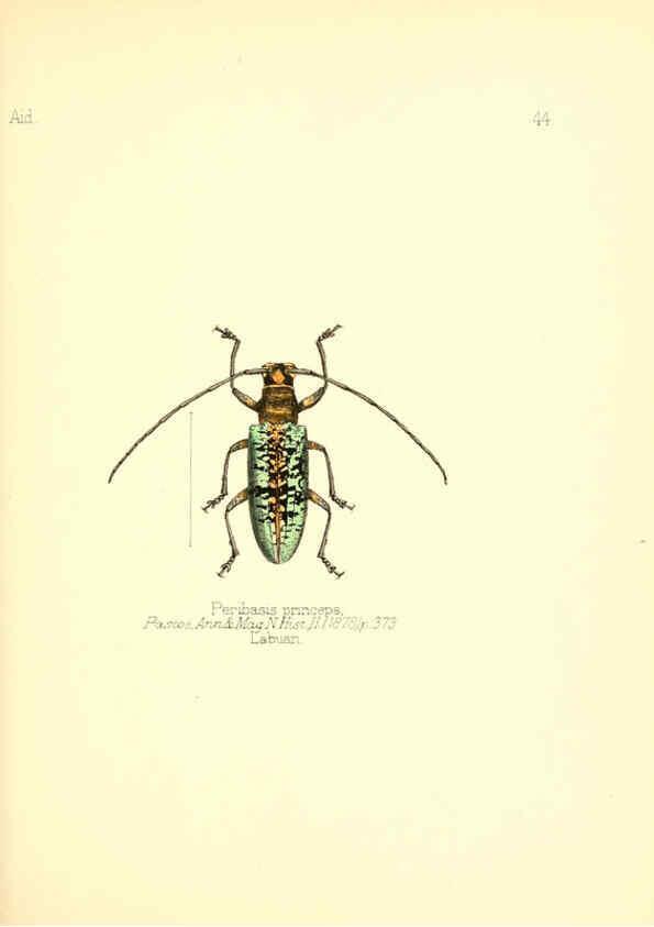 Reproducción/Reproduction 6026381108: Aid to the identification of insects. v.1. London :E.W. Janson,1880-90