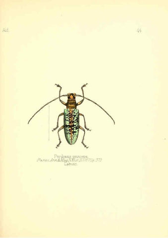 Reproducción/Reproduction 6026381108: Aid to the identification of insects. v.1. London :E.W. Janson,1880-90