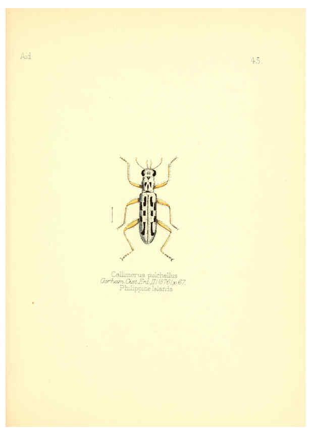 Reproducción/Reproduction 6026381414: Aid to the identification of insects. v.1. London :E.W. Janson,1880-90