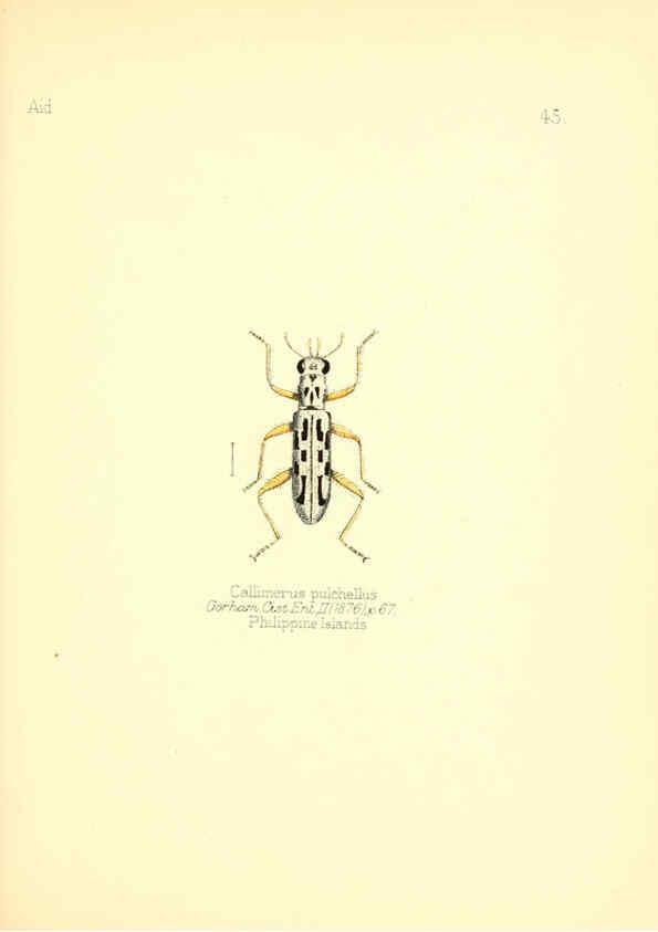 Reproducción/Reproduction 6026381414: Aid to the identification of insects. v.1. London :E.W. Janson,1880-90