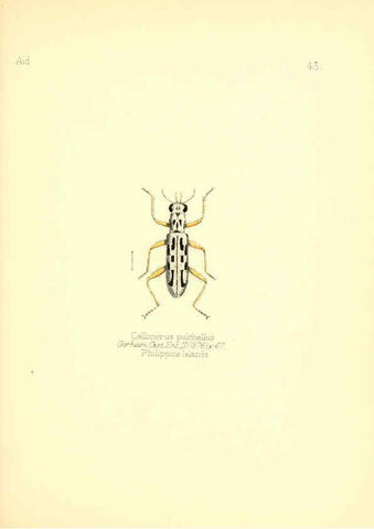 Reproducción/Reproduction 6026381414: Aid to the identification of insects. v.1. London :E.W. Janson,1880-90