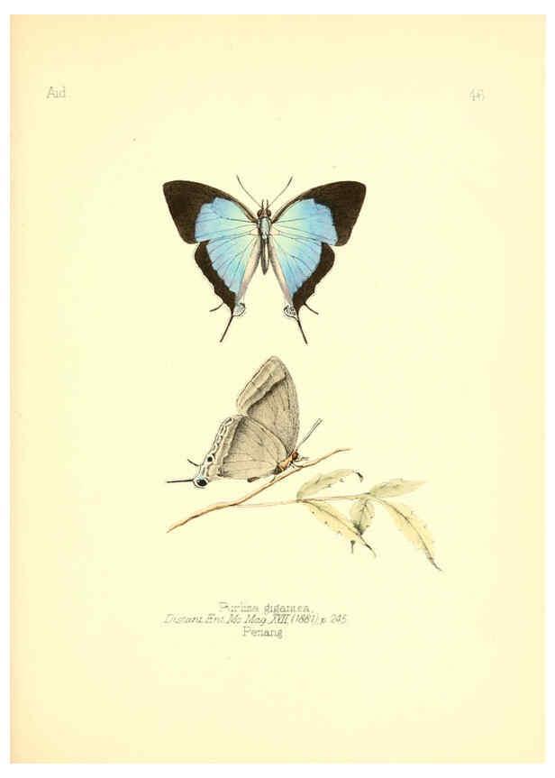 Reproducción/Reproduction 6025824761: Aid to the identification of insects. v.1. London :E.W. Janson,1880-90