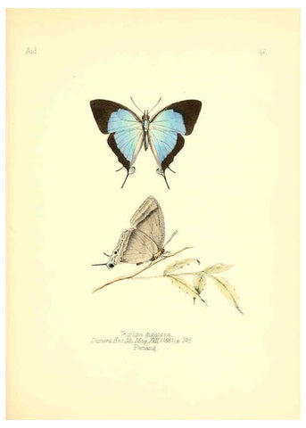 Reproducción/Reproduction 6025824761: Aid to the identification of insects. v.1. London :E.W. Janson,1880-90