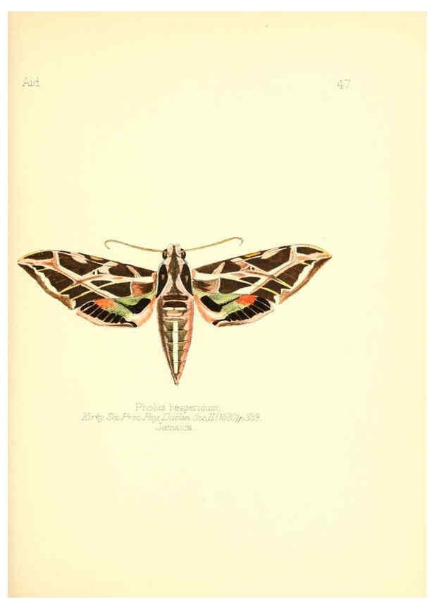 Reproducción/Reproduction 6025824995: Aid to the identification of insects. v.1. London :E.W. Janson,1880-90