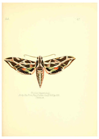 Reproducción/Reproduction 6025824995: Aid to the identification of insects. v.1. London :E.W. Janson,1880-90