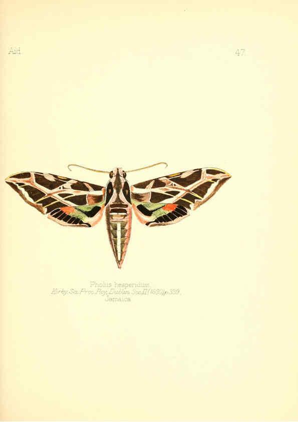 Reproducción/Reproduction 6025824995: Aid to the identification of insects. v.1. London :E.W. Janson,1880-90