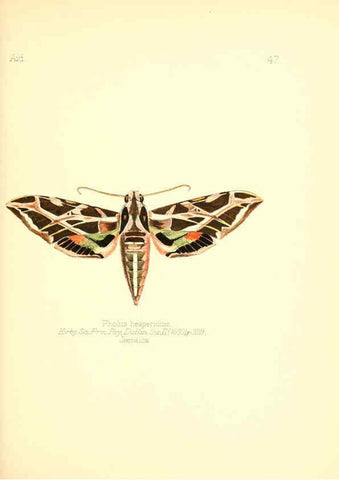 Reproducción/Reproduction 6025824995: Aid to the identification of insects. v.1. London :E.W. Janson,1880-90