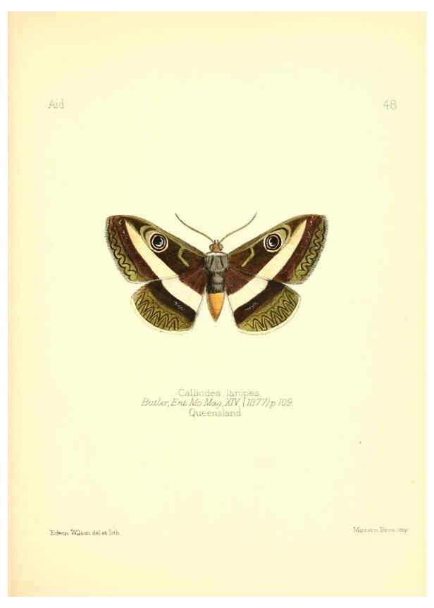 Reproducción/Reproduction 6025825233: Aid to the identification of insects. v.1. London :E.W. Janson,1880-90