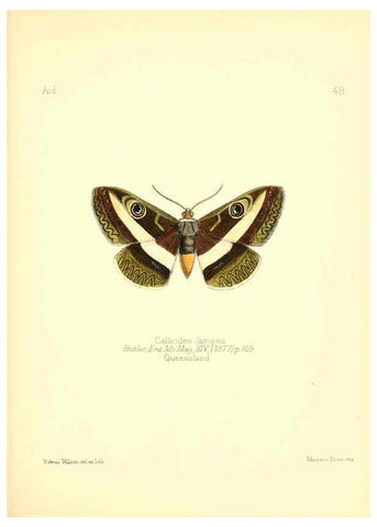 Reproducción/Reproduction 6025825233: Aid to the identification of insects. v.1. London :E.W. Janson,1880-90
