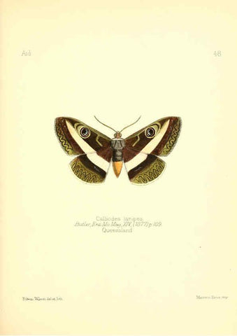 Reproducción/Reproduction 6025825233: Aid to the identification of insects. v.1. London :E.W. Janson,1880-90