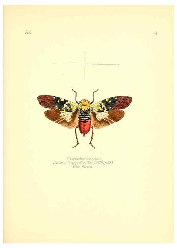 Reproducción/Reproduction 6026380060: Aid to the identification of insects. v.1. London :E.W. Janson,1880-90