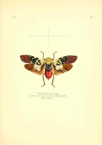 Reproducción/Reproduction 6026380060: Aid to the identification of insects. v.1. London :E.W. Janson,1880-90