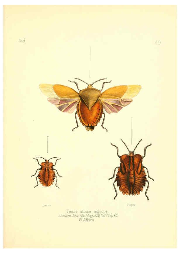 Reproducción/Reproduction 6025825457: Aid to the identification of insects. v.1. London :E.W. Janson,1880-90