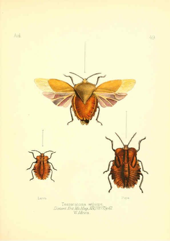 Reproducción/Reproduction 6025825457: Aid to the identification of insects. v.1. London :E.W. Janson,1880-90