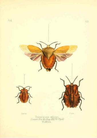 Reproducción/Reproduction 6025825457: Aid to the identification of insects. v.1. London :E.W. Janson,1880-90