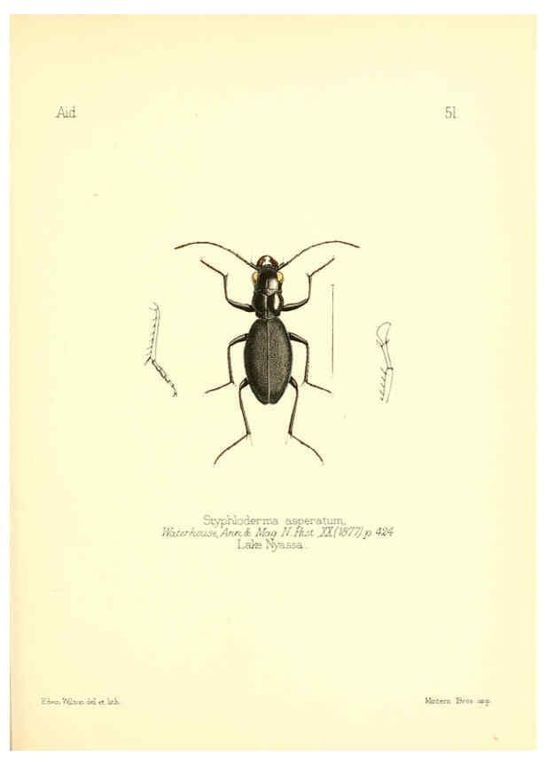 Reproducción/Reproduction 6026383028: Aid to the identification of insects. v.1. London :E.W. Janson,1880-90