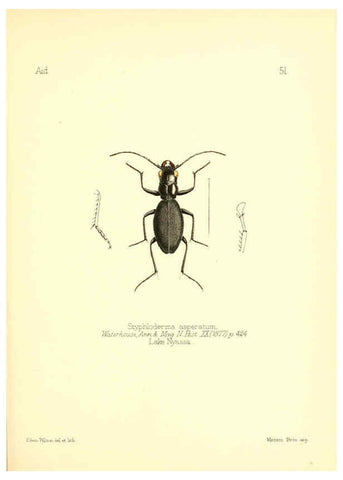 Reproducción/Reproduction 6026383028: Aid to the identification of insects. v.1. London :E.W. Janson,1880-90