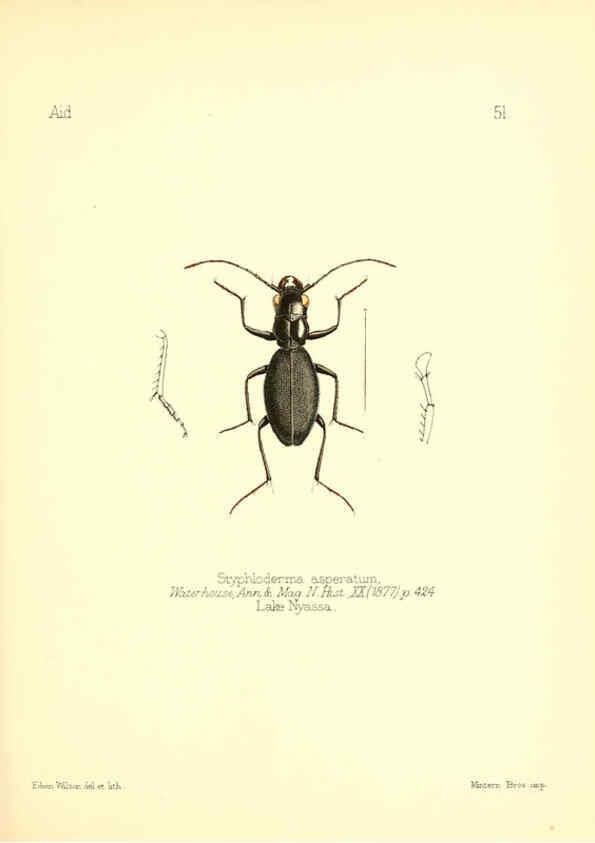 Reproducción/Reproduction 6026383028: Aid to the identification of insects. v.1. London :E.W. Janson,1880-90