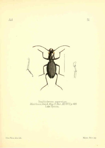 Reproducción/Reproduction 6026383028: Aid to the identification of insects. v.1. London :E.W. Janson,1880-90