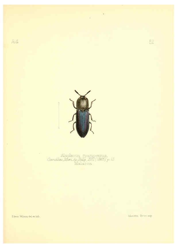 Reproducción/Reproduction 6025826227: Aid to the identification of insects. v.1. London :E.W. Janson,1880-90