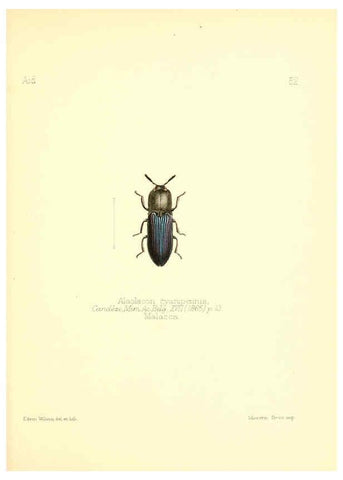 Reproducción/Reproduction 6025826227: Aid to the identification of insects. v.1. London :E.W. Janson,1880-90