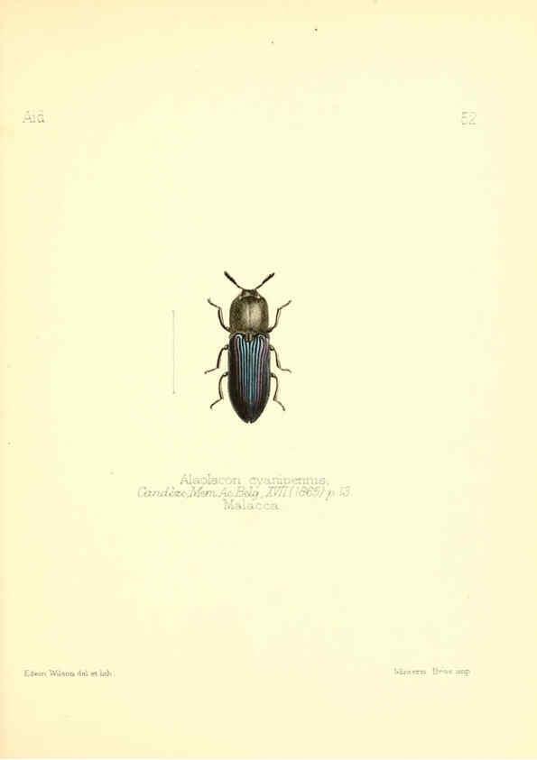 Reproducción/Reproduction 6025826227: Aid to the identification of insects. v.1. London :E.W. Janson,1880-90