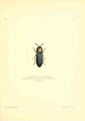 Reproducción/Reproduction 6025826227: Aid to the identification of insects. v.1. London :E.W. Janson,1880-90