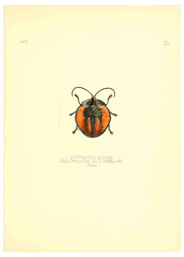 Reproducción/Reproduction 6025826477: Aid to the identification of insects. v.1. London :E.W. Janson,1880-90