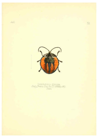 Reproducción/Reproduction 6025826477: Aid to the identification of insects. v.1. London :E.W. Janson,1880-90