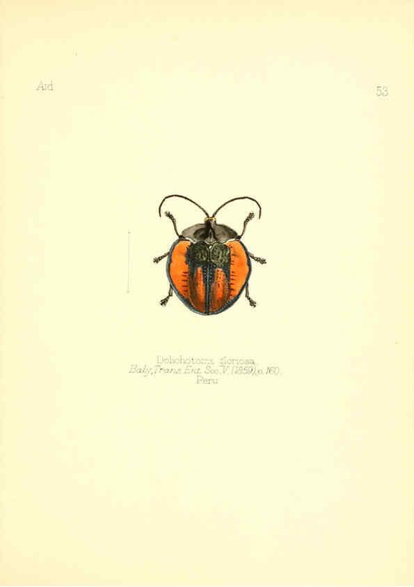 Reproducción/Reproduction 6025826477: Aid to the identification of insects. v.1. London :E.W. Janson,1880-90