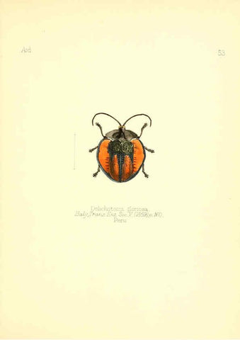 Reproducción/Reproduction 6025826477: Aid to the identification of insects. v.1. London :E.W. Janson,1880-90