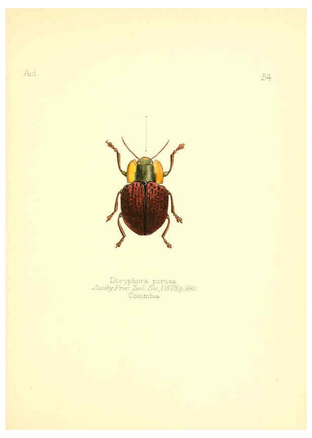 Reproducción/Reproduction 6025826859: Aid to the identification of insects. v.1. London :E.W. Janson,1880-90